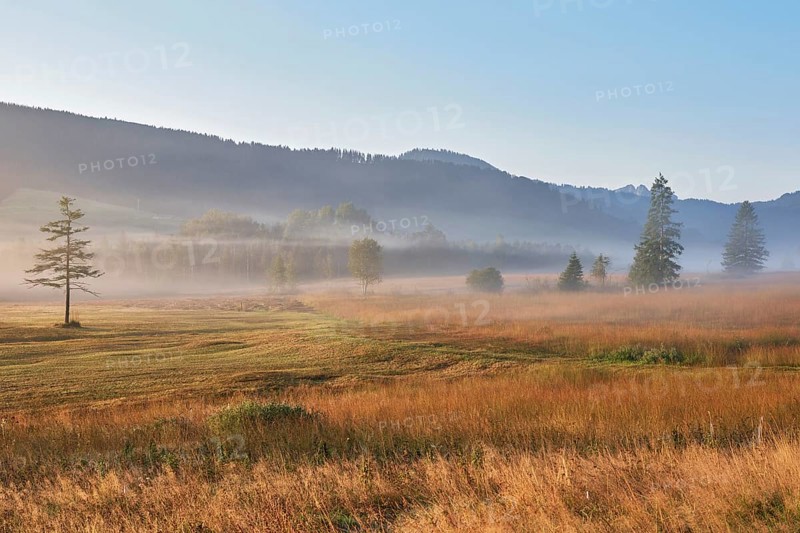 High moor in autumnal discolouration, Rothenthurm, Canton Schwyz, Switzerland, Europe