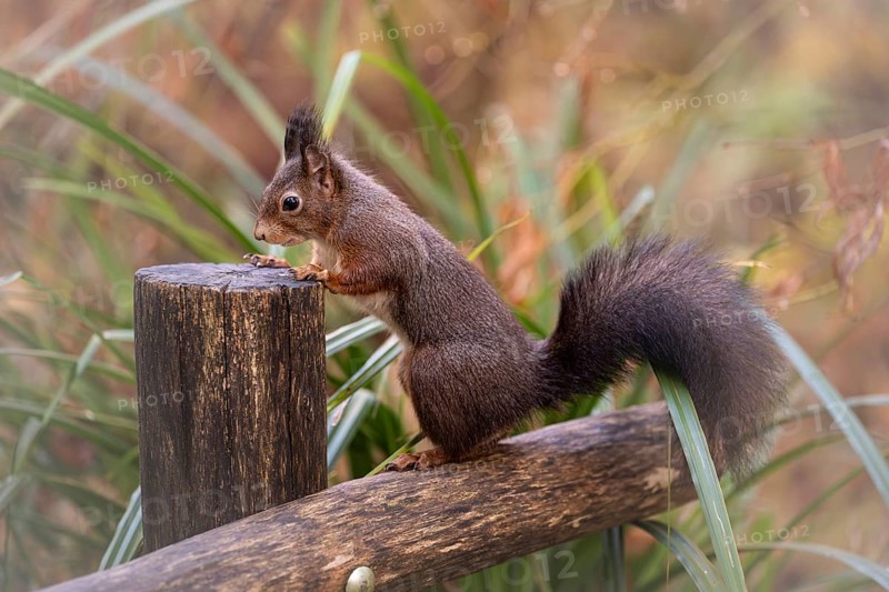 Eurasian squirrel (Sciurus) standing on a wooden fence, holding on to a wooden post, looking for food at a feeding place, with light brush ears, background reeds in green and parts blurred in earth tones, Rombergpark Dortmund, North Rhine-Westphalia, Germany, Europe