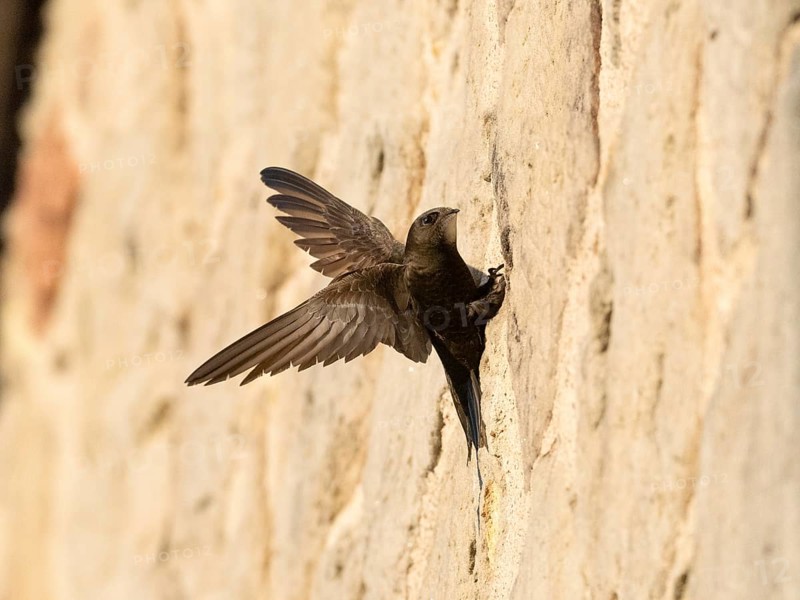 Common swift (Apus apus), adult bird with spread wings, helping it to balance as it clings to a house wall in front of its nesting hole, Hesse, Germany, Europe