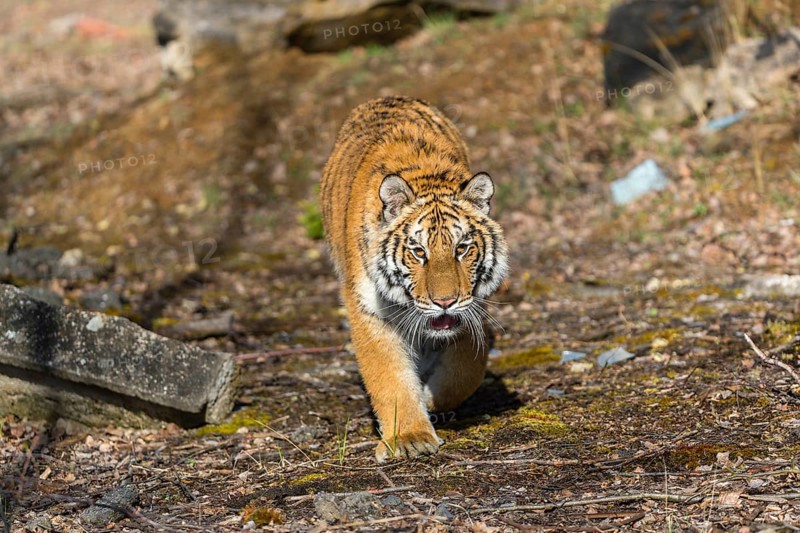 One young female Siberian Tiger, Panthera tigris altaica, walking thru a birch tree forest. Early morning light