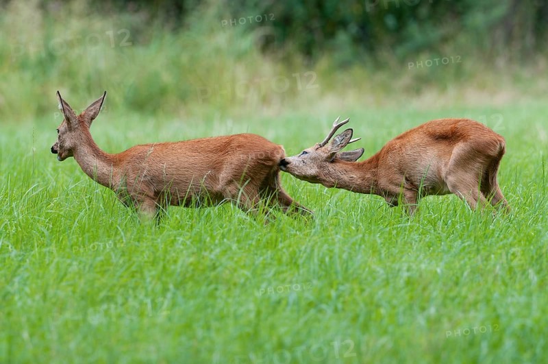 Roe deer (Capreolus capreolus), roebuck checks the doe's readiness to mate in the rutting season, leaf season, Germany, Europe