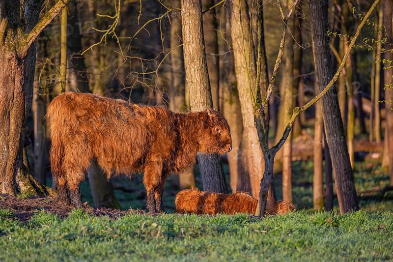 A Highland calf (Bos primigenius taurus) stands at a forest edge, a second one is resting on the ground