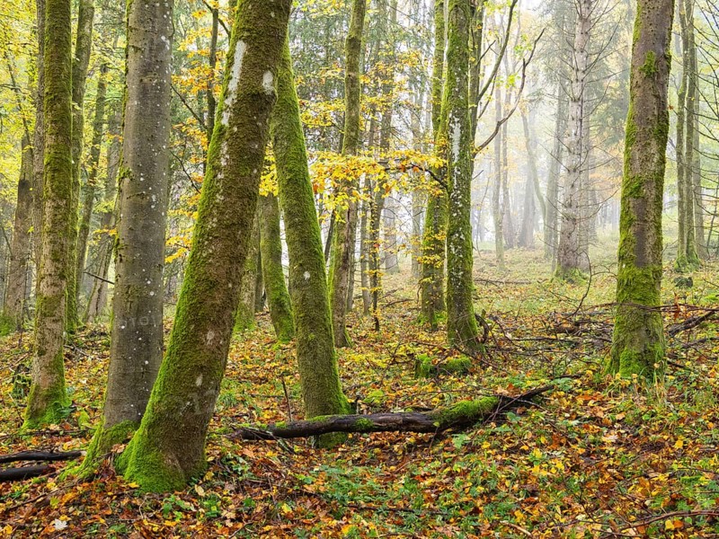 Forest scene, with autumn fog, beside the Schwartzbach, in the Rhön UNESCO Biosphere nature reserve, county Bavaria, Germany, Europe