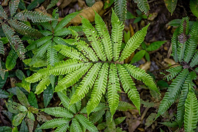 Fern in the tropical rainforest, Corcovado National Park, Osa Peninsula, Puntarena Province, Costa Rica, Central America