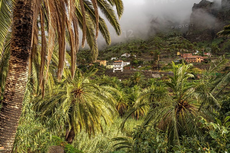 Cultural landscape with palm trees in Valle Gran Rey, La Gomera, Canary Islands, Spain, Europe