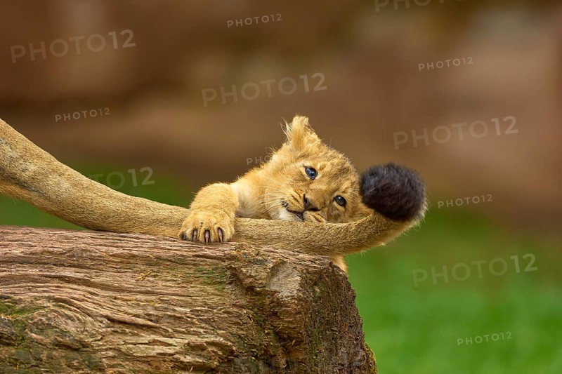A lion cub plays playfully on a log with its mother's tail, in a natural environment, captive, Germany, Europe