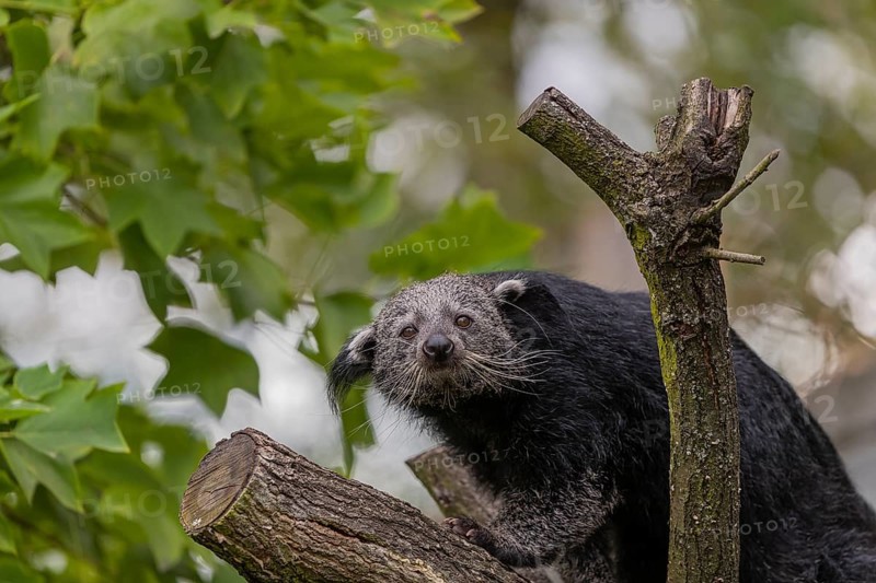 One binturong (Arctictis binturong), or bearcat balancing over branches framed by green leafs
