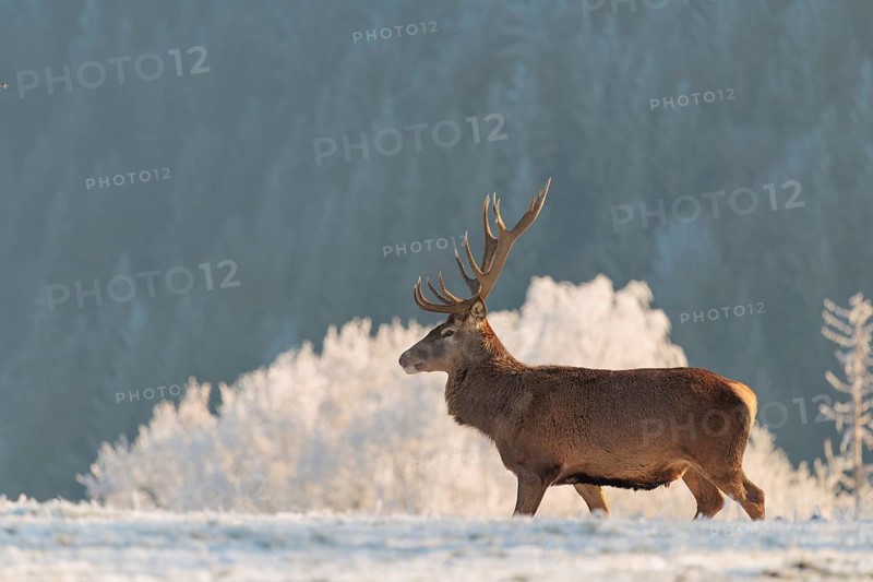 A red deer stag (Cervus elaphus) stands in the first light of day on a meadow covered in hoar frost in front of a Pear Tree. A hoarfrost forest can be seen in the background