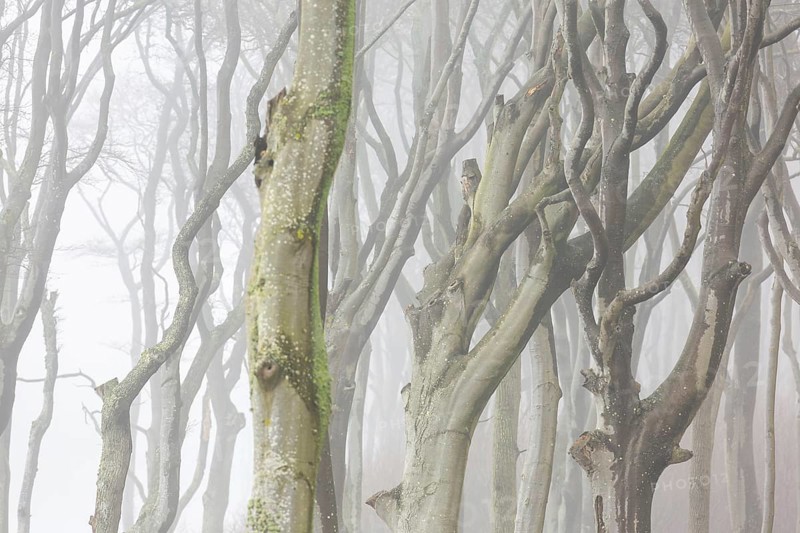 Beech trees in mist, shaped by strong winds, at Ghost Wood, Gespensterwald along the Baltic Sea coast at Nienhagen, Mecklenburg-Vorpommern, Germany, Europe