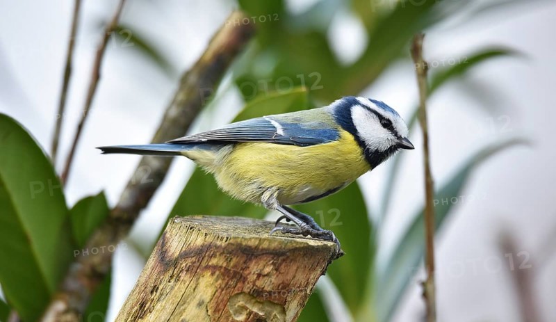 Blue tit (Cyanistes caeruleus) on a branch in cherry laurel, (Prunus laurocerasus) Schleswig-Holstein, Germany, Europe