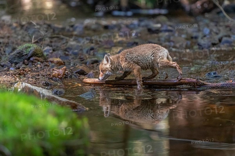 One young red fox, Vulpes vulpes, walking through a shallow forest creek in late light. Searching for food