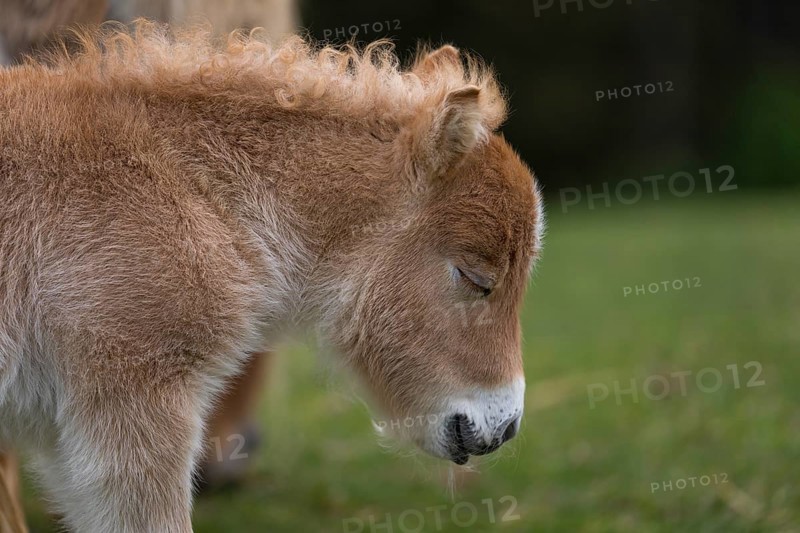 Falabella foal, The Falabella (Equus ferus caballus) is the smallest horse at all. Sleeping