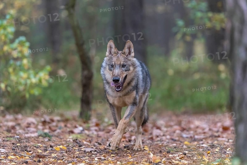 One young male eurasian gray wolf (Canis lupus lupus) running thru a forest with rocks and heather. Green vegetation in the background
