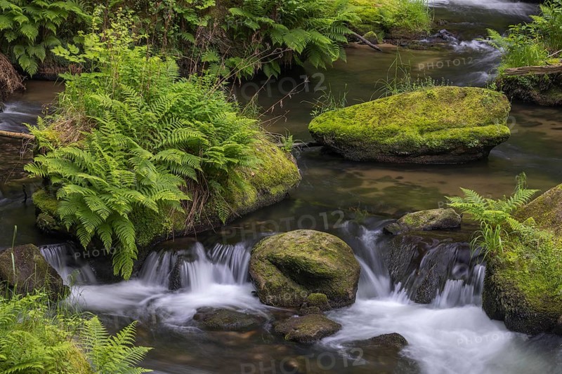 Flowing, silky water with ferns and rocks in the Edmunds Gorge, river Kamnitz, Hrensko, Ustecky kraj, Czech Republic, Europe