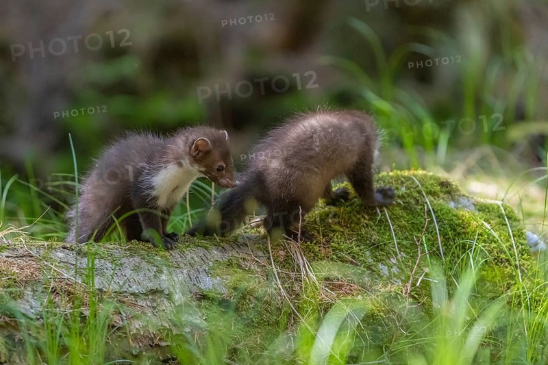 Two beech marten (Martes foina), playing on the forest floor between green vegetation