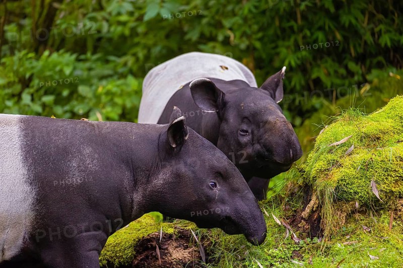 Two Malayan tapir (Acrocodia indica), one male and one female meet in a small clearing in the forest, looking for food