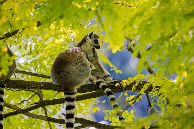 Three ring-tailed lemurs (Lemur catta) sitting in a tree with fresh green leaves
