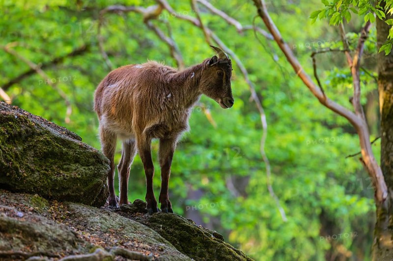 One female Himalayan Tahr (Hemitragus jemlahicus) stands on rocks in a green forest