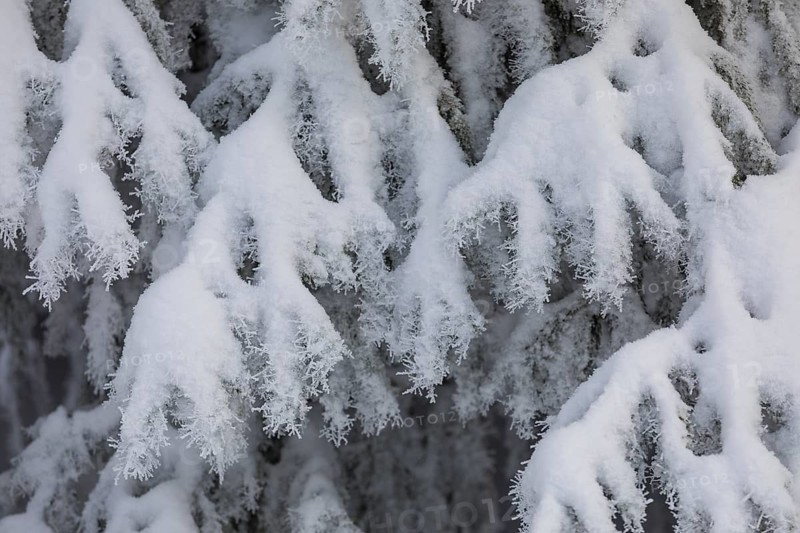 The crystals of hoarfrost look like lace on the snow-covered fir branches, winter landscape on the Auersberg, Eibenstock, Erzgebirge, Saxony, Germany, Europe