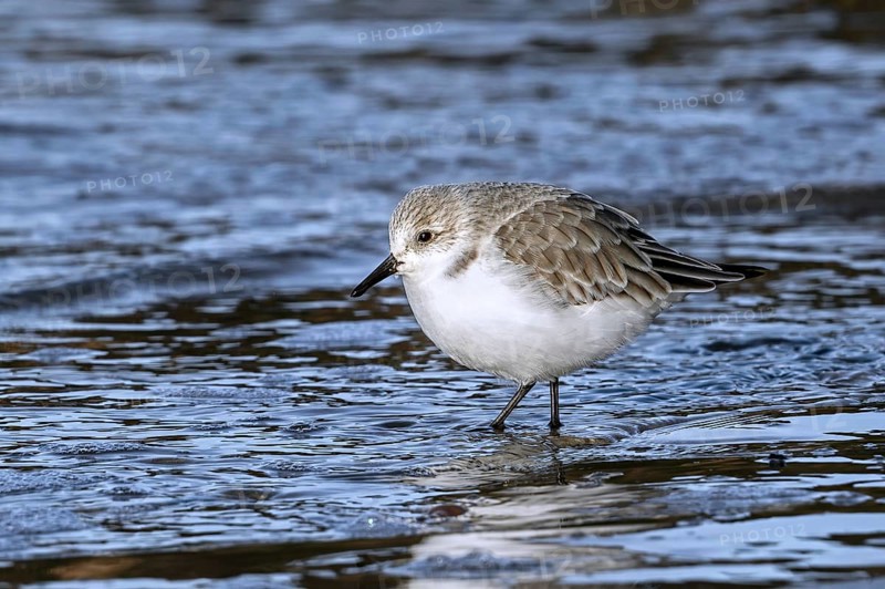 Sanderling (Calidris alba) in non-breeding plumage foraging in shallow water on the beach along the North Sea coast in late autumn, winter