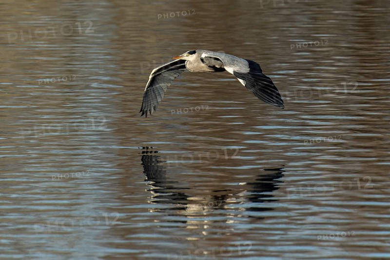 A grey heron flies with visible reflection over a calm water surface, Grey heron, (Ardea cinerea), wildlife, Germany, Europe
