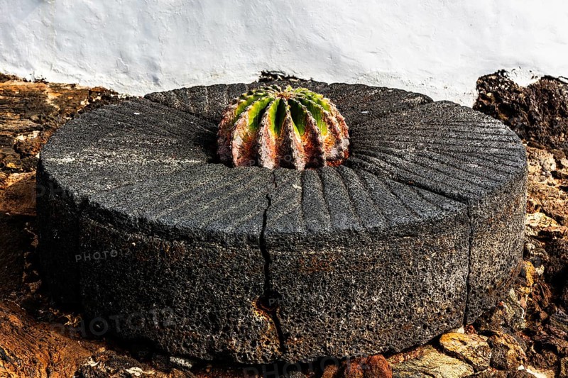 2016, Guatiza, Lanzarote, Jardin de Cactus by Cesar Manrique, ESP, Spain, Canary Islands, Canary Islands, Atlantic Ocean, Lanzarote, biosphere reserve, volcano, volcanism, volcanic island, island, recording date, Europe