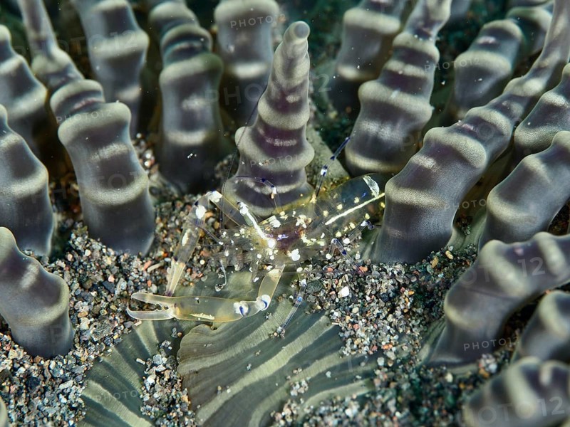 A transparent peacock-eyed anemone shrimp (Ancylocaris brevicarpalis) between the tentacles of a sea anemone, dive site Puri Jati, Umeanyar, Bali, Indonesia, Asia