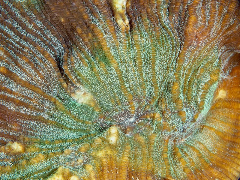 Close-up of a bulging coral (Open brain coral) with green and brown colour nuances, dive site Prapat, Penyapangan, Bali, Indonesia, Asia