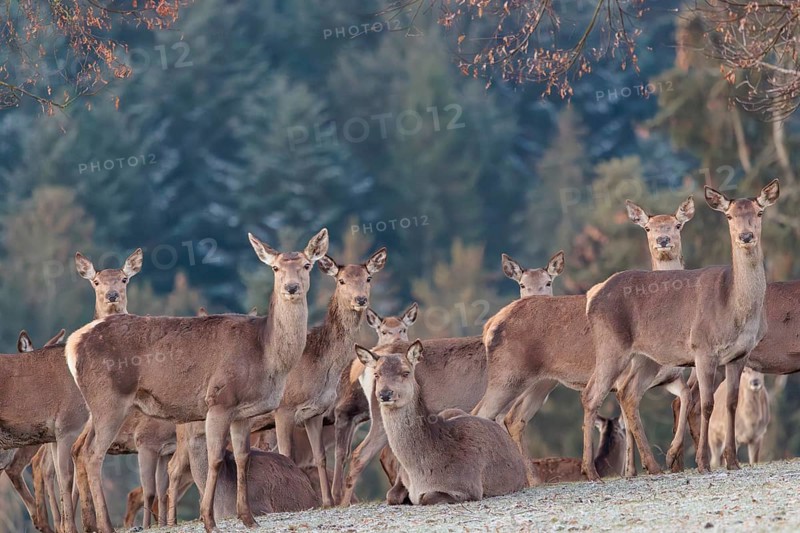 A herd of female red deer (Cervus elaphus) stands in a hoar frosted meadow, A forest can be seen in the background
