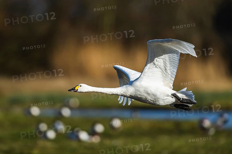 Tundra Swan, Bewick's Swan, Cygnus columbianus in flight at winter in Slimbridge, England, United Kingdom, Europe