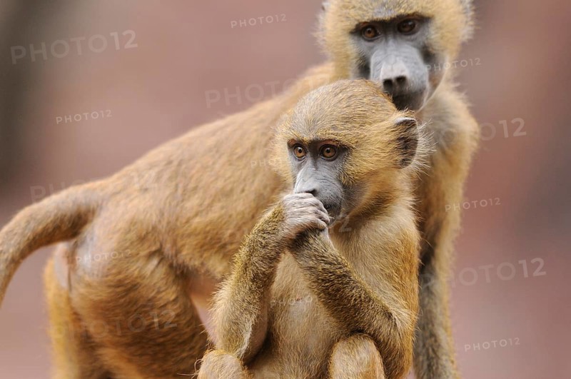 A young baboon explores its surroundings and stands close to an older animal, a sense of curiosity and protection, Guinea baboon (Papio papio), captive