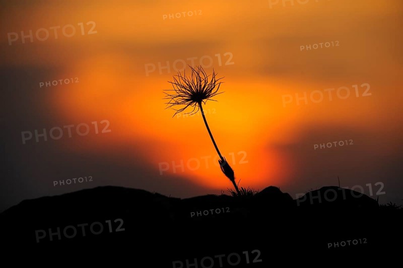 Silhouette of a flower in front of a colourful sunset sky, Pasque flower (Pulsatilla vulgaris), Upper Palatinate