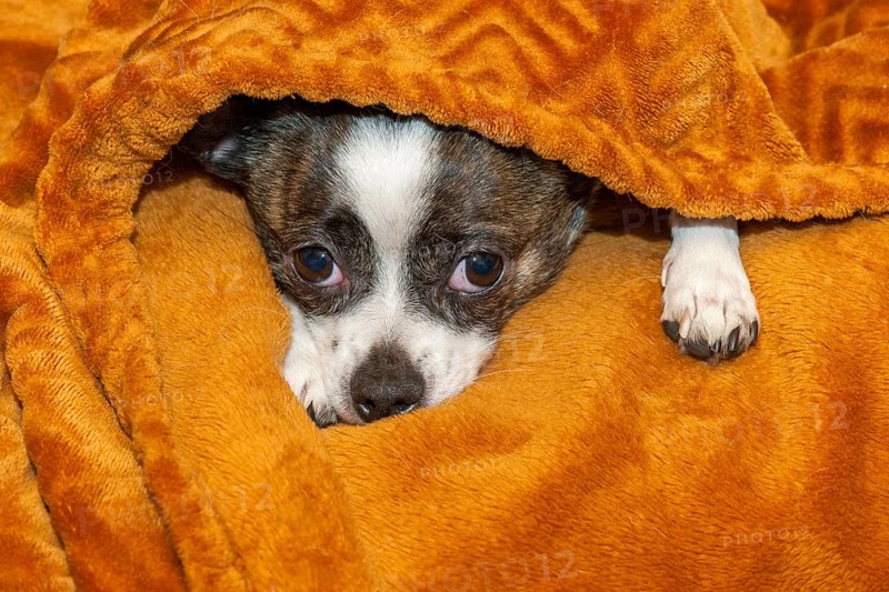 A small dog finds shelter under a soft, brown blanket, fear, Chihuahua, Germany, Europe
