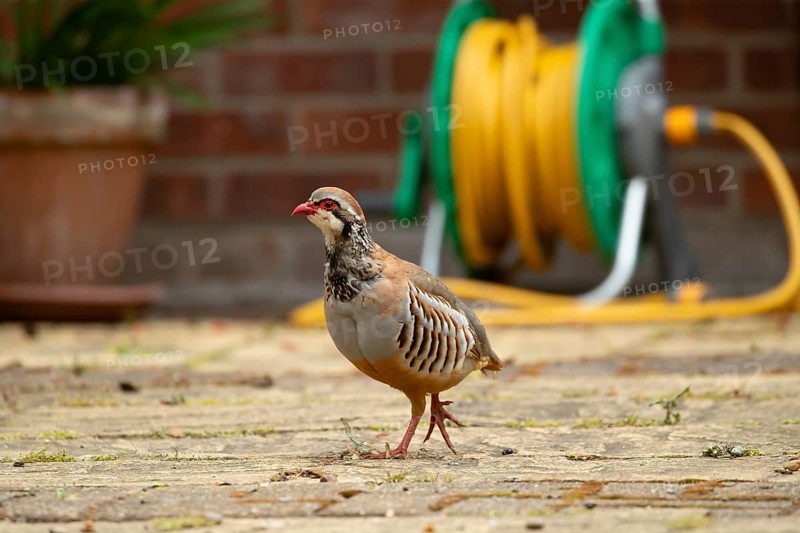 Red legged or French partridge (Alectoris rufa) adult bird on an urban garden patio, England, United Kingdom, Europe