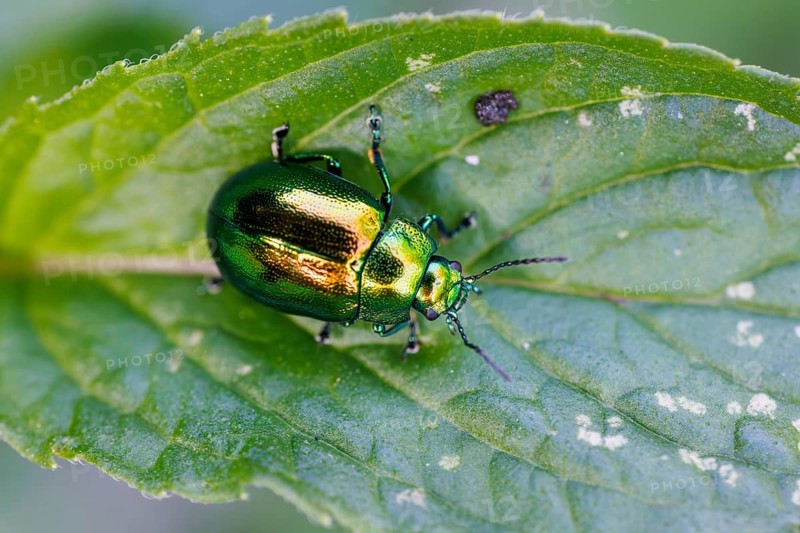 Rose chafer (Cetoniinae), Germany, Europe