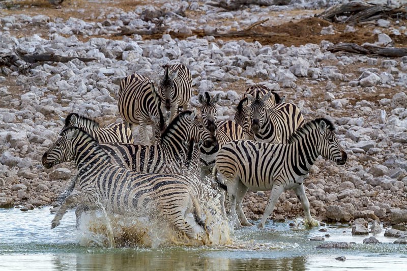 Steppe zebras at a waterhole in Etosha National Park, Namibia, Africa