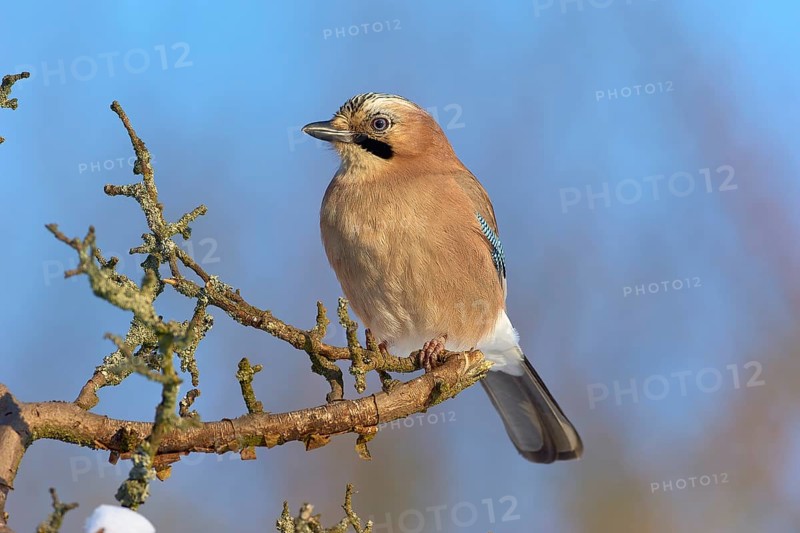 A jay (Garrulus glandarius), sitting on a branch against a blue sky, Odenwald, Hesse, Germany, Europe