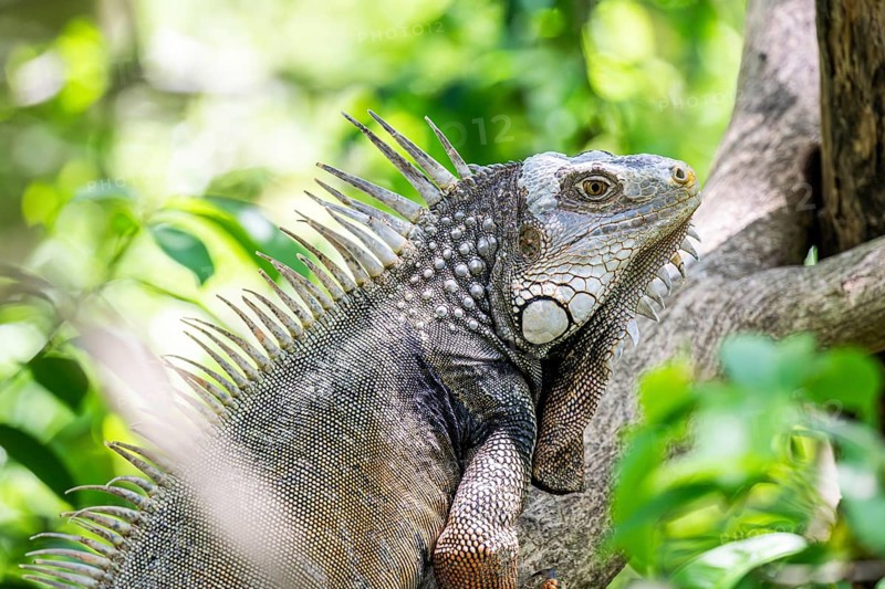 Green iguana (Iguana iguana), Aviario Nacional de Colombia, Via Baru, Province of Cartagena, Bolivar, Colombia, South America