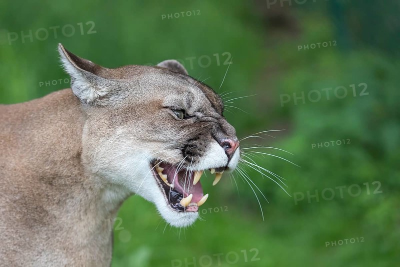 One male cougar, Puma concolor, sideview portrait with green vegetation in the background. Snarling