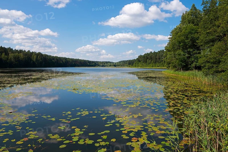 Idyllic lake with water lilies, surrounded by forest under a blue sky with white clouds, Lake Krzywe, Plaska, Powiat Augustowski, Podlaskie Voivodeship, Poland, Europe