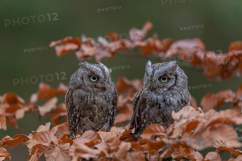 Two Eurasian scops owls (Otus scops)sitting on a twig of a beech tree, embedded in brown leafs