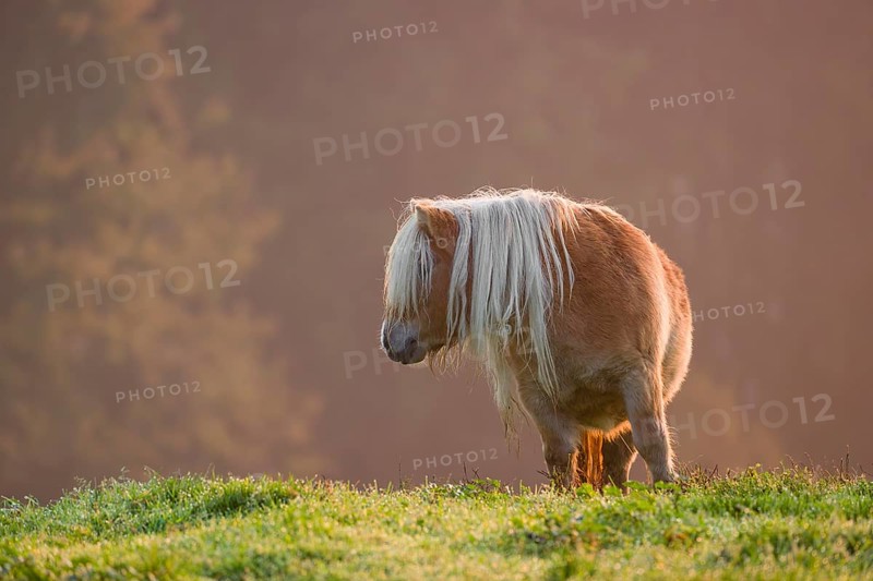 Falabella horse stands on a pasture in early morning light. The Falabella (Equus ferus caballus) is the smallest horse at all