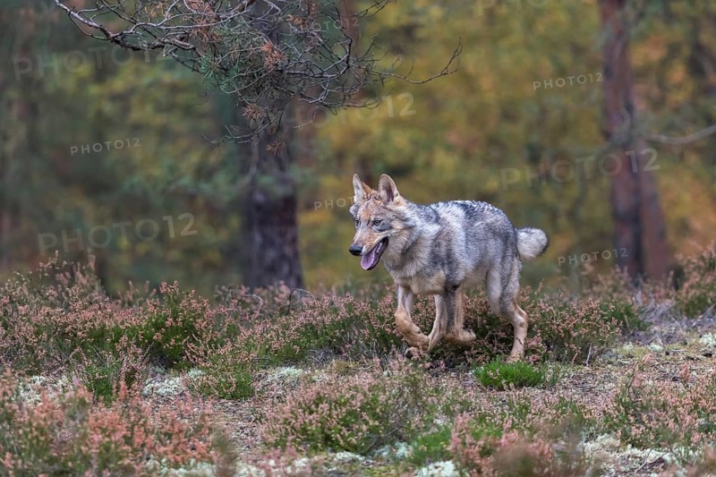 One young male eurasian gray wolf (Canis lupus lupus) running thru a forest with rocks and heather. Green vegetation in the background