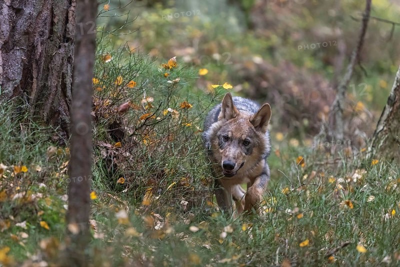 One young male eurasian gray wolf (Canis lupus lupus) running thru a forest with rocks and heather. Green vegetation in the background