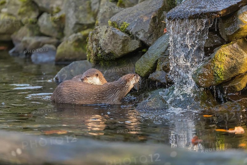 Two oriental small-clawed otter or Asian small-clawed otter (Aonyx cinerea), in a creek in front of a small cascade. Small rocks around