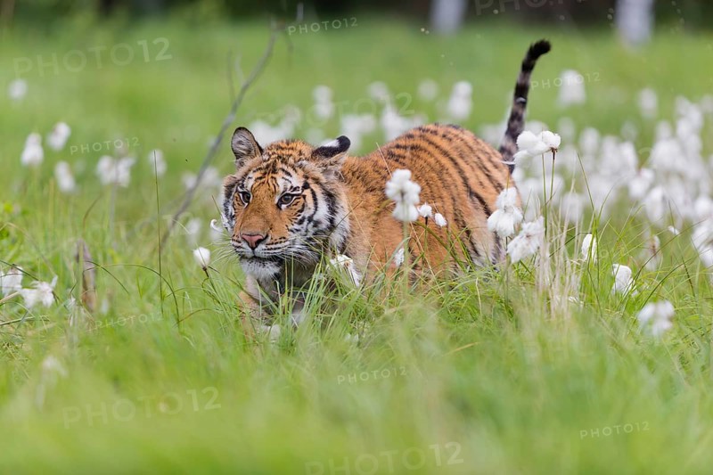 One young female Siberian Tiger, Panthera tigris altaica, running thru tall fresh cottongrass. Early morning light