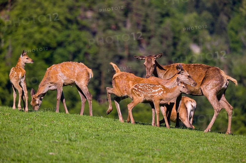 One red deer doe (Cervus elaphus) stands on a meadow and suckles her fawn. A forest in the distant background