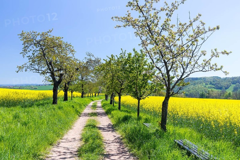 Cherry avenue (prunus) between flowering rape fields (Brassica napus) near Maxen, Müglitztal, Saxony, Germany, Europe