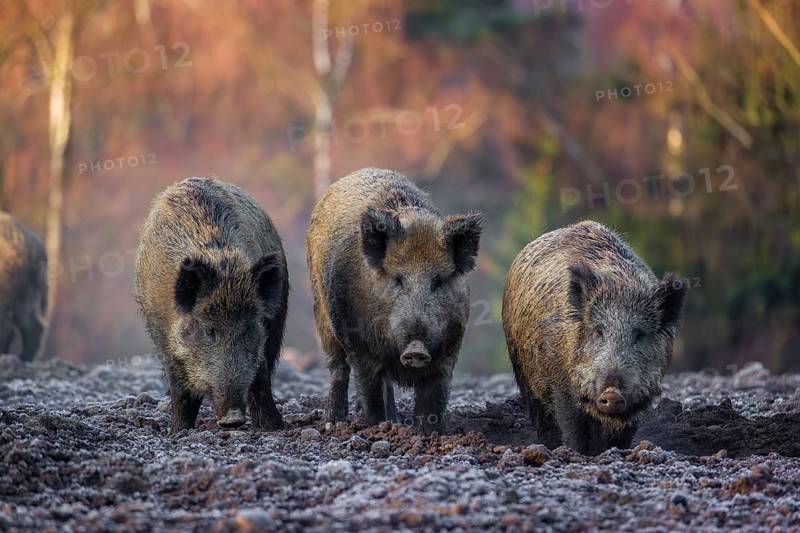 Three wild boar or wild pig (Sus scrofa) stand side by side on a frozen field looking for food