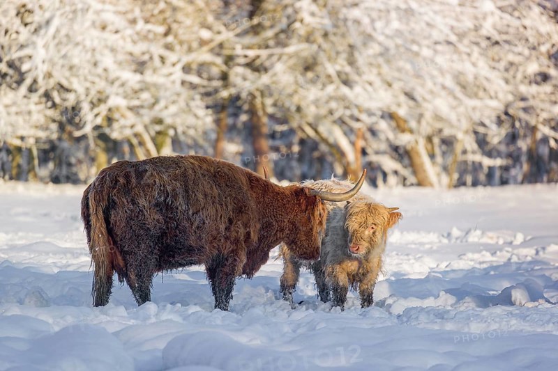 A highland cow (Bos primigenius taurus) and two calves stand at the edge of a forest on a snow-covered pasture. The cow cuddles one calf